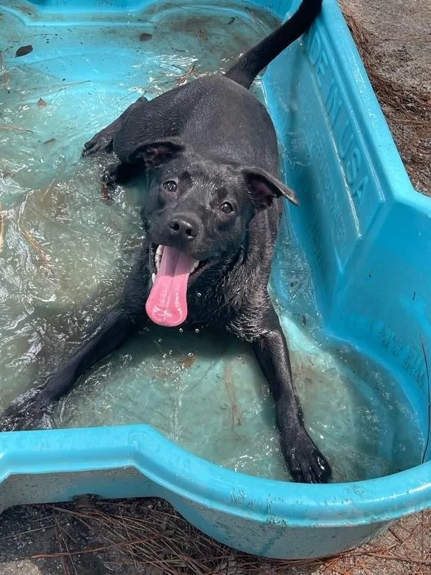 A young medium-sized female Black Mixed Breed dog named Meeka for adoption in Georgetown, SC