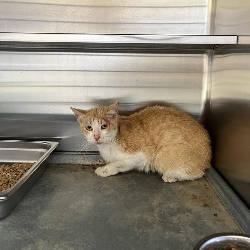 Fish Stick thumbnail 2