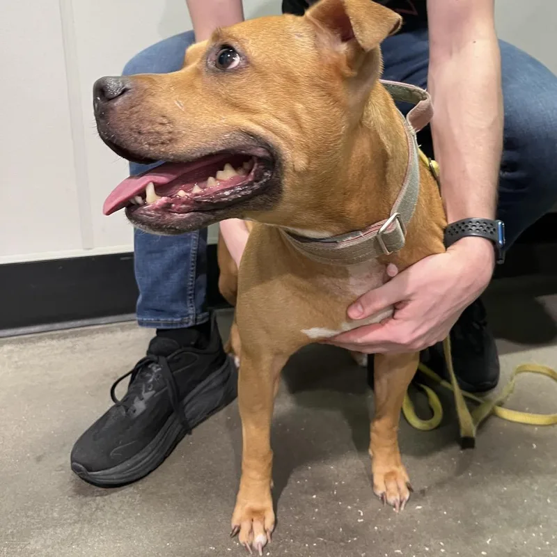 A young medium-sized female Yellow / Tan / Blond / Fawn Terrier dog named Harley for adoption in Tampa, FL