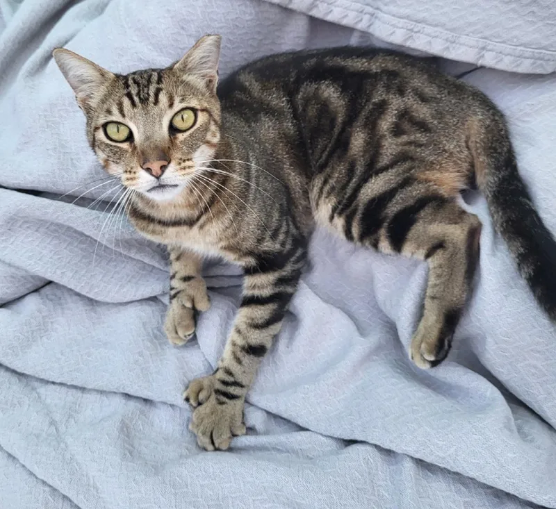 An adult medium-sized male Domestic Short Hair cat named Mr Mittens for adoption in San Jose, CA
