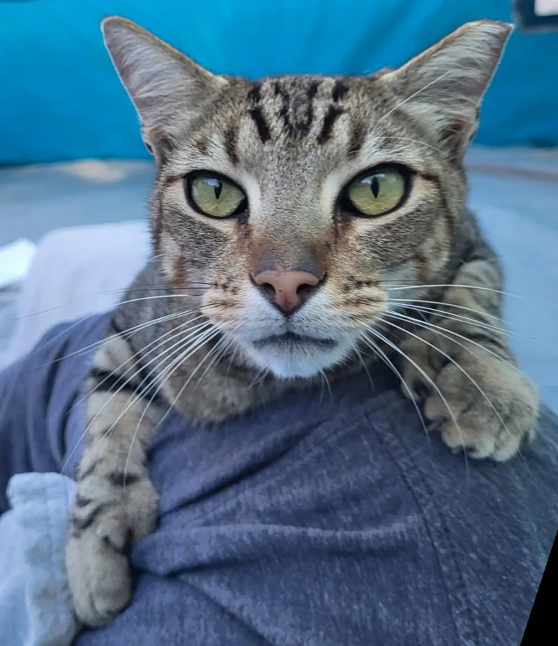 Mr Mittens thumbnail 2