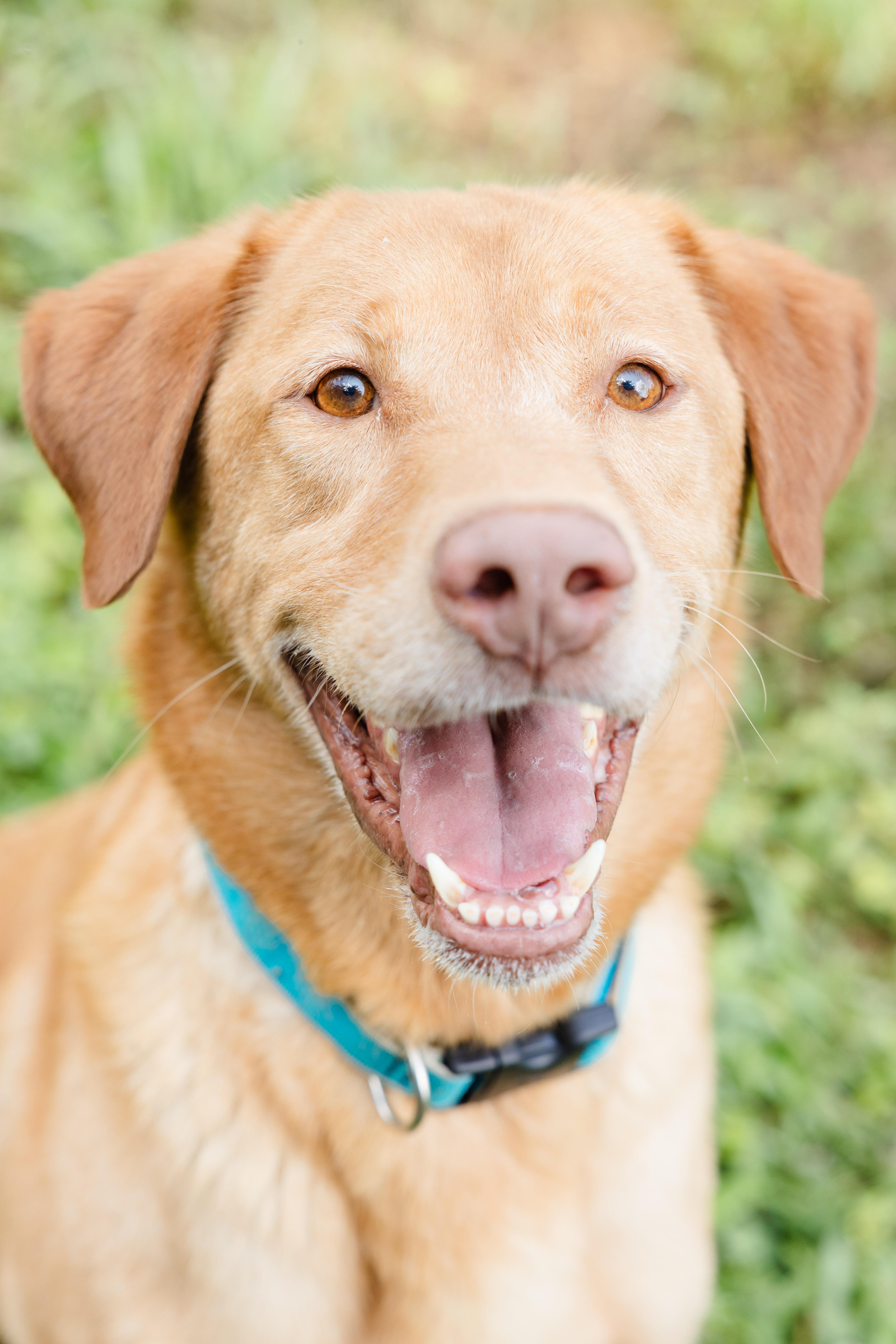 An adult medium-sized male Labrador Retriever dog named Johnny for adoption in Newburgh, IN