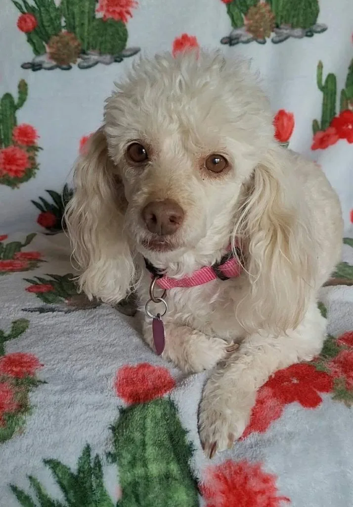 An adult small-sized female Standard Poodle dog named Tiffany for adoption in Mesa, AZ