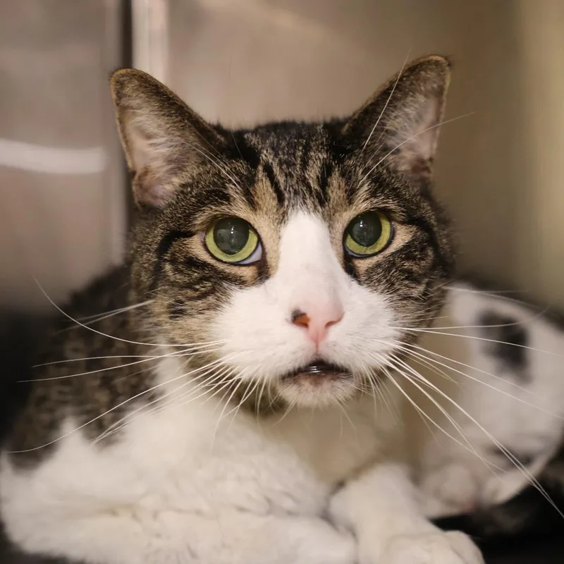 A senior medium-sized male Brown / Chocolate Domestic Short Hair cat named Emoji for adoption in Briarcliff Manor, NY
