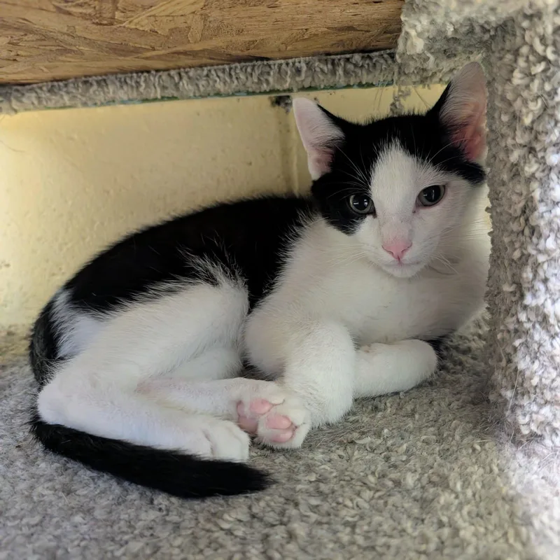 A baby medium-sized male Domestic Short Hair cat named Blade for adoption in Newburgh, IN