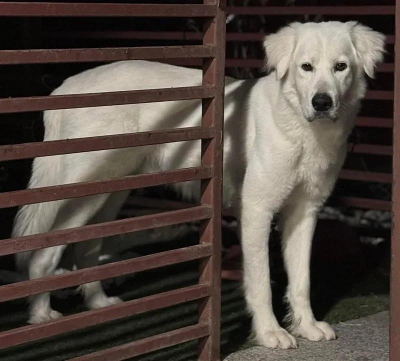 A young large-sized male Great Pyrenees dog named Ricardo for adoption in Benton, PA
