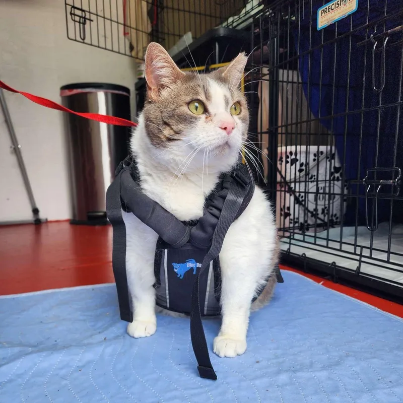 An adult large-sized male Gray & White Domestic Short Hair cat named Jugo for adoption in Piscataway, NJ