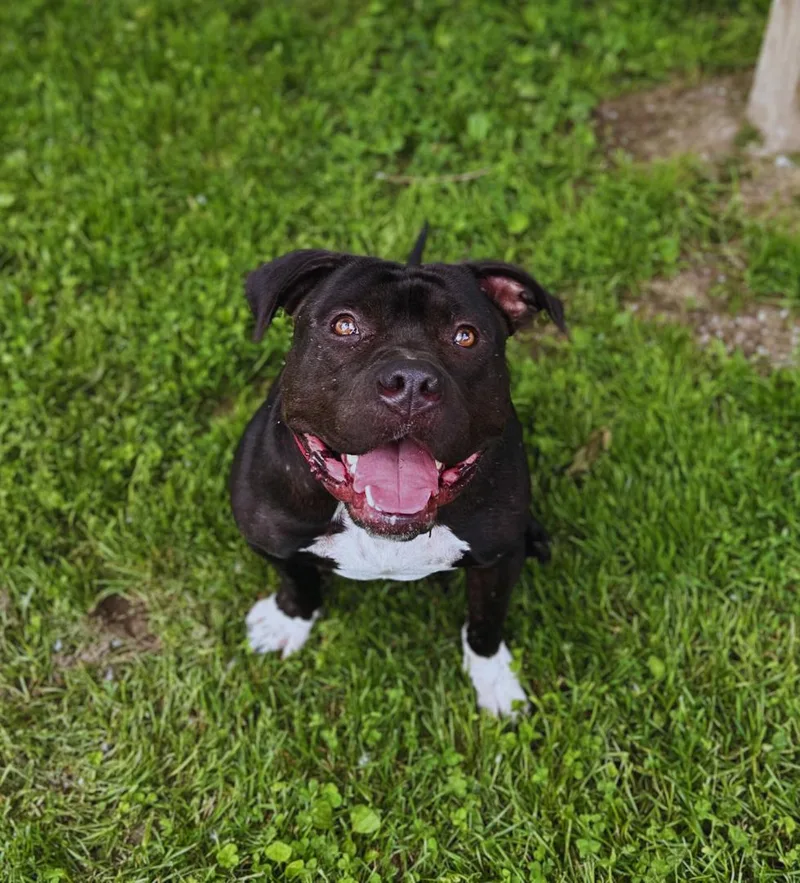 Beau Beau thumbnail 2