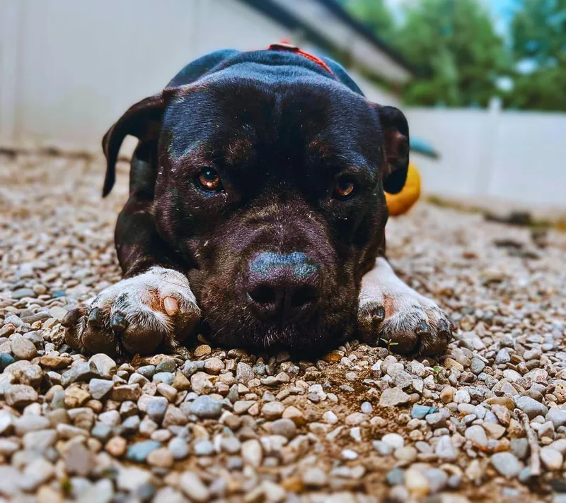 Beau Beau thumbnail 3