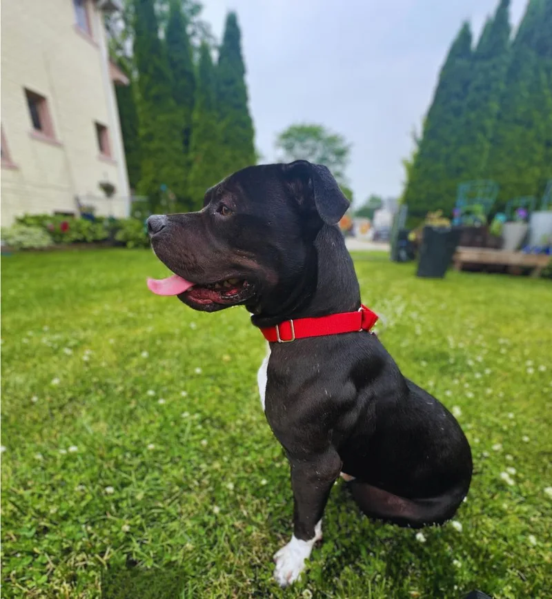 Beau Beau thumbnail 4