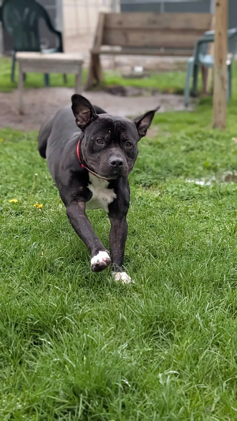 Beau Beau thumbnail 5