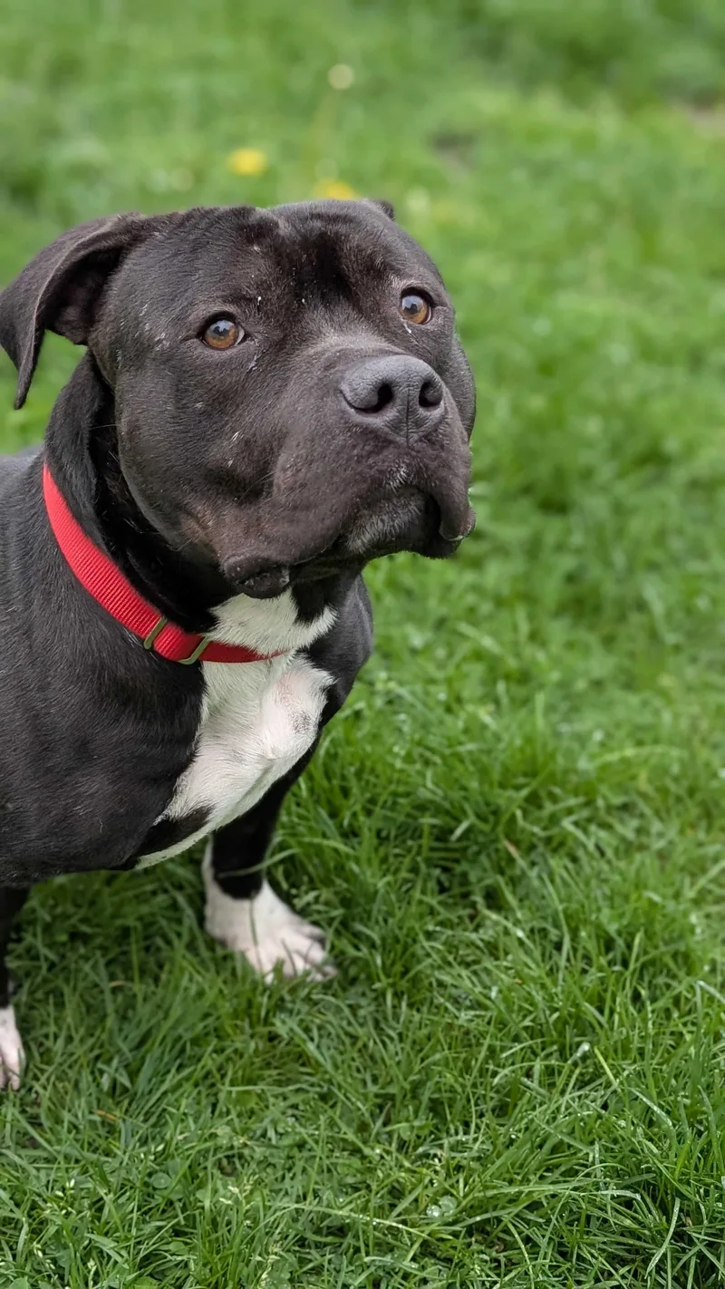 Beau Beau thumbnail 6