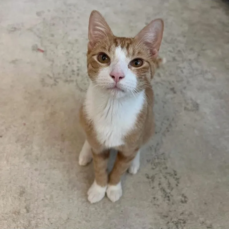 A baby medium-sized male Orange & White Tabby cat named LeBron for adoption in Philadelphia, PA