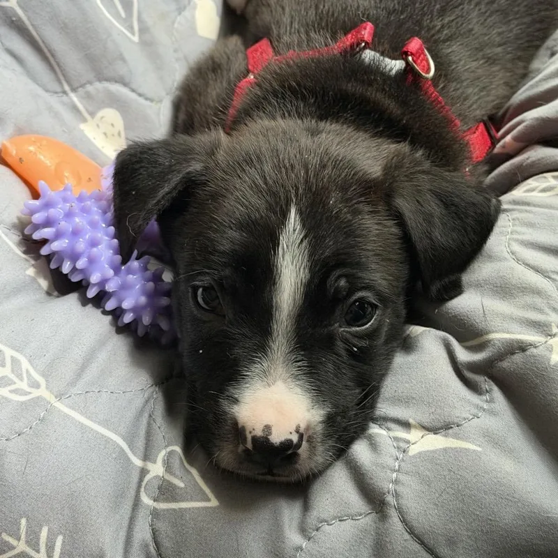 A baby medium-sized male Black American Staffordshire Terrier dog named Tupi for adoption in Cartersville, GA