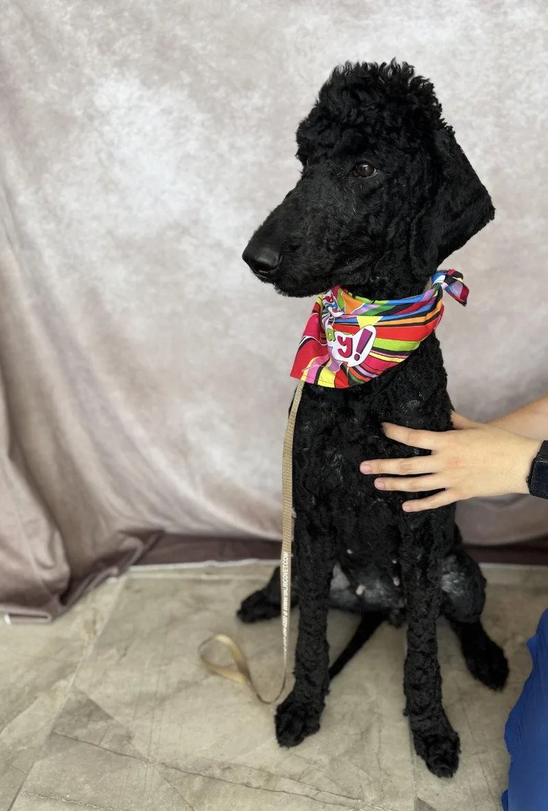 A young medium-sized female Standard Poodle dog named Dolly Parton for adoption in Valrico, FL