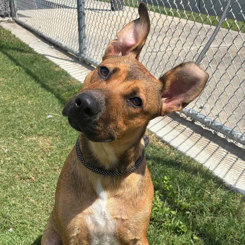 An adult medium-sized male Brown / Chocolate Mixed Breed dog named Rudy for adoption in League City, TX