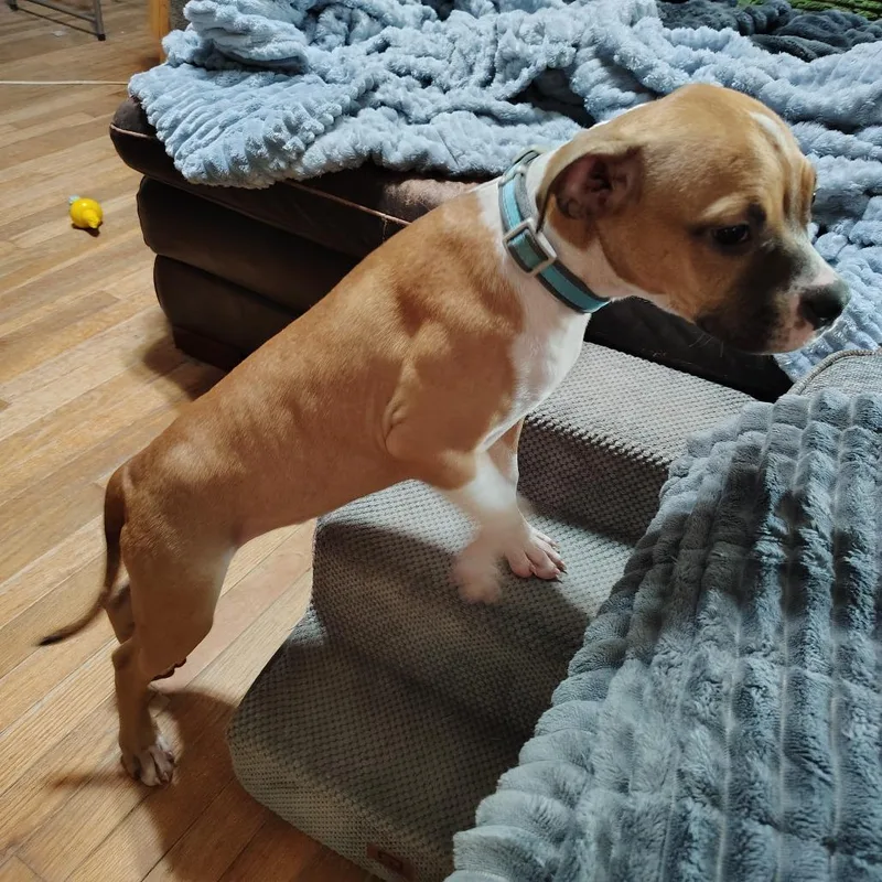 A baby medium-sized male Yellow / Tan / Blond / Fawn Boxer dog named Gopher for adoption in Beulaville, NC