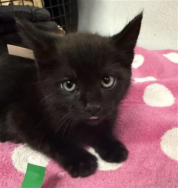 A baby small-sized male Domestic Medium Hair cat named A for adoption in Camarillo, CA