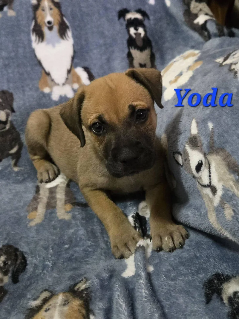 A baby medium-sized male Brown / Chocolate Labrador Retriever dog named Yoda for adoption in Huntington, NY