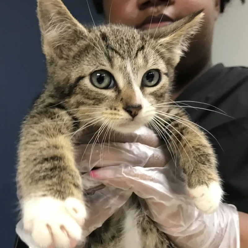 A baby small-sized male Brown / Chocolate Domestic Short Hair cat named Waka Flocka Flame for adoption in Newark, NJ