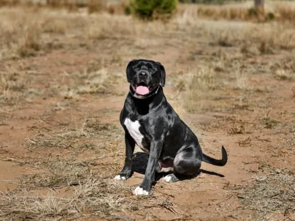 An adult large-sized male Mixed Breed dog named Tux for adoption in Santa Fe, NM