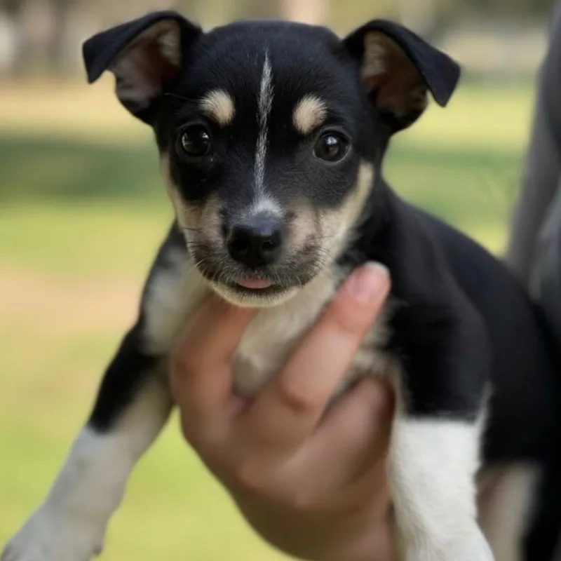 A baby small-sized female Yellow / Tan / Blond / Fawn Mixed Breed dog named Amber for adoption in Hagerstown, MD