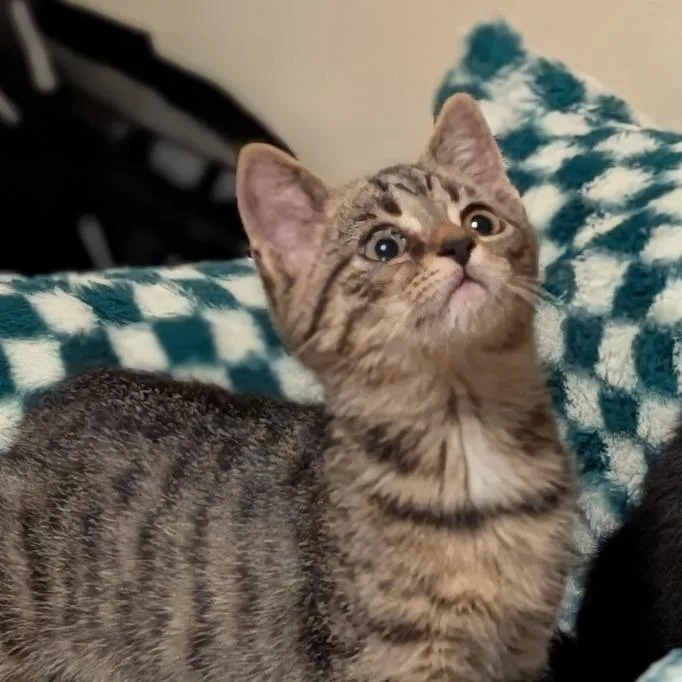 A baby small-sized male Brown / Chocolate Domestic Short Hair cat named Matcha for adoption in Delaware, OH