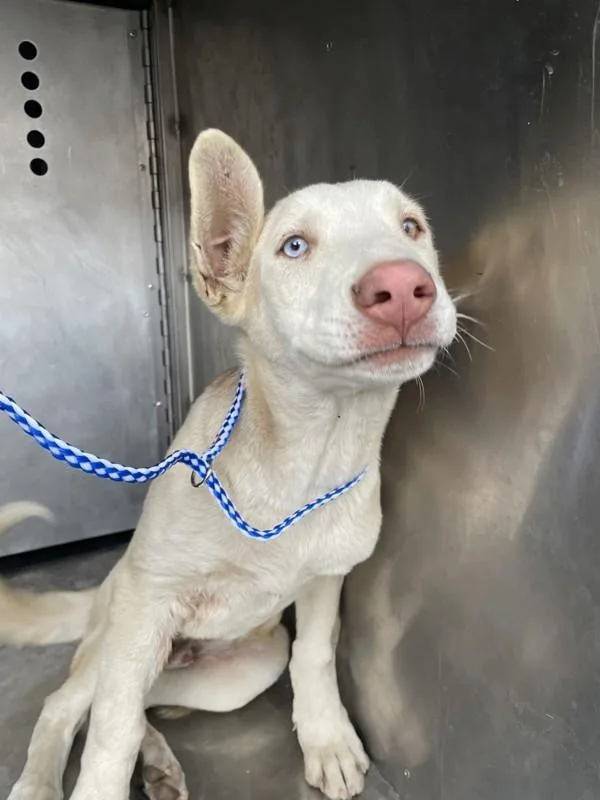 A young large-sized male Siberian Husky dog named Punchy for adoption in Victorville, CA
