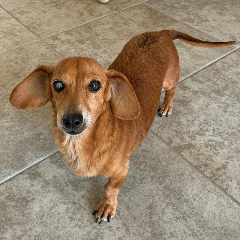 A senior small-sized female Red / Chestnut / Orange Dachshund dog named Peanut for adoption in Wimberley, TX