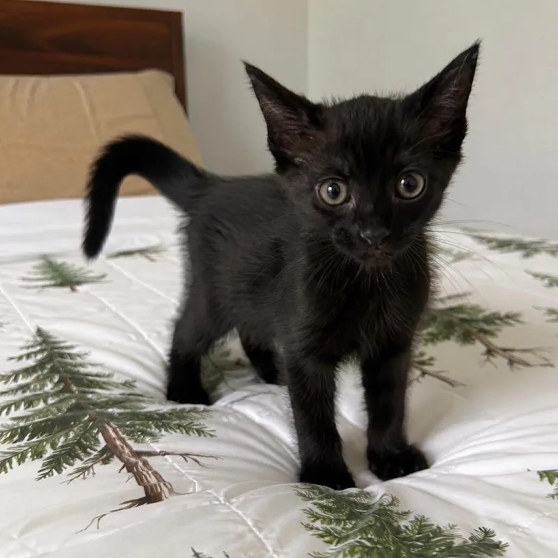 A baby small-sized male Black Domestic Short Hair cat named Crumpet for adoption in Alexandria, VA