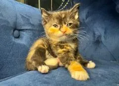 A baby small-sized female Domestic Short Hair cat named Misty for adoption in Charlotte, NC
