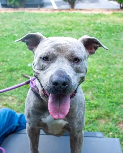 An adult large-sized male Mixed Breed dog named Po Boy for adoption in Chamblee, GA