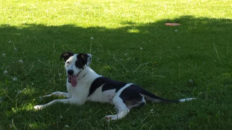 Wilbur thumbnail 2