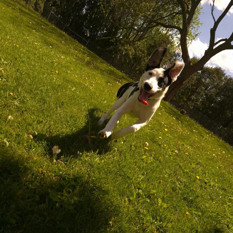 Wilbur thumbnail 3