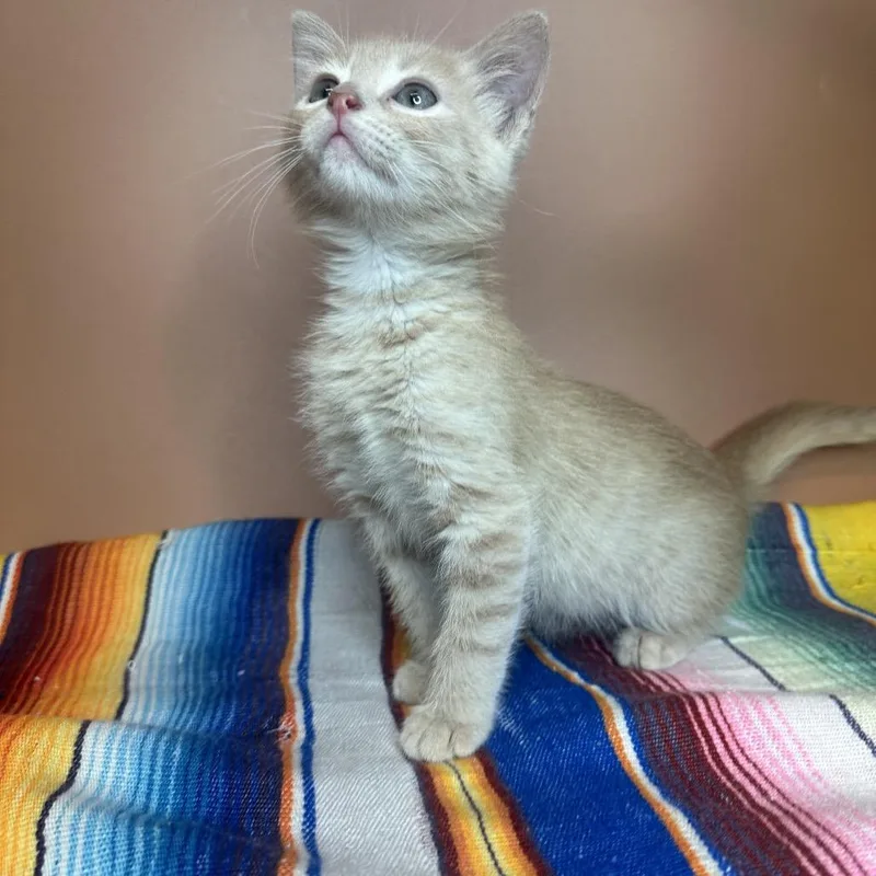 A baby small-sized male Buff / Tan / Fawn Domestic Short Hair cat named Holmes for adoption in San Antonio, TX