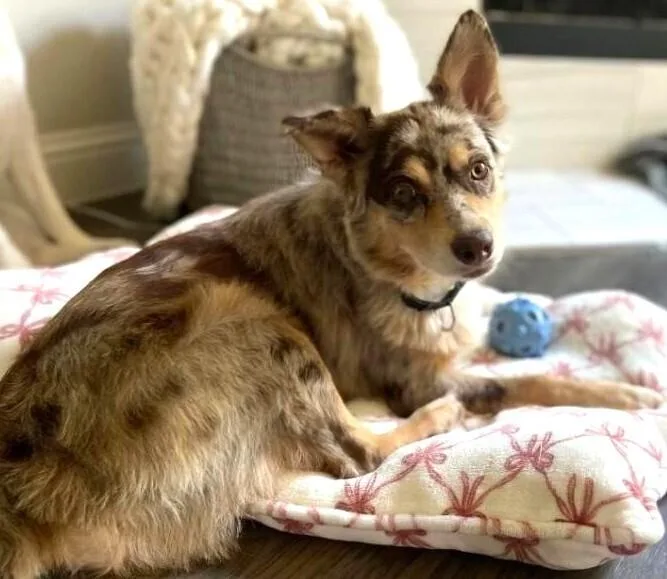 An adult medium-sized female Australian Shepherd dog named Dumplin for adoption in Dallas, TX