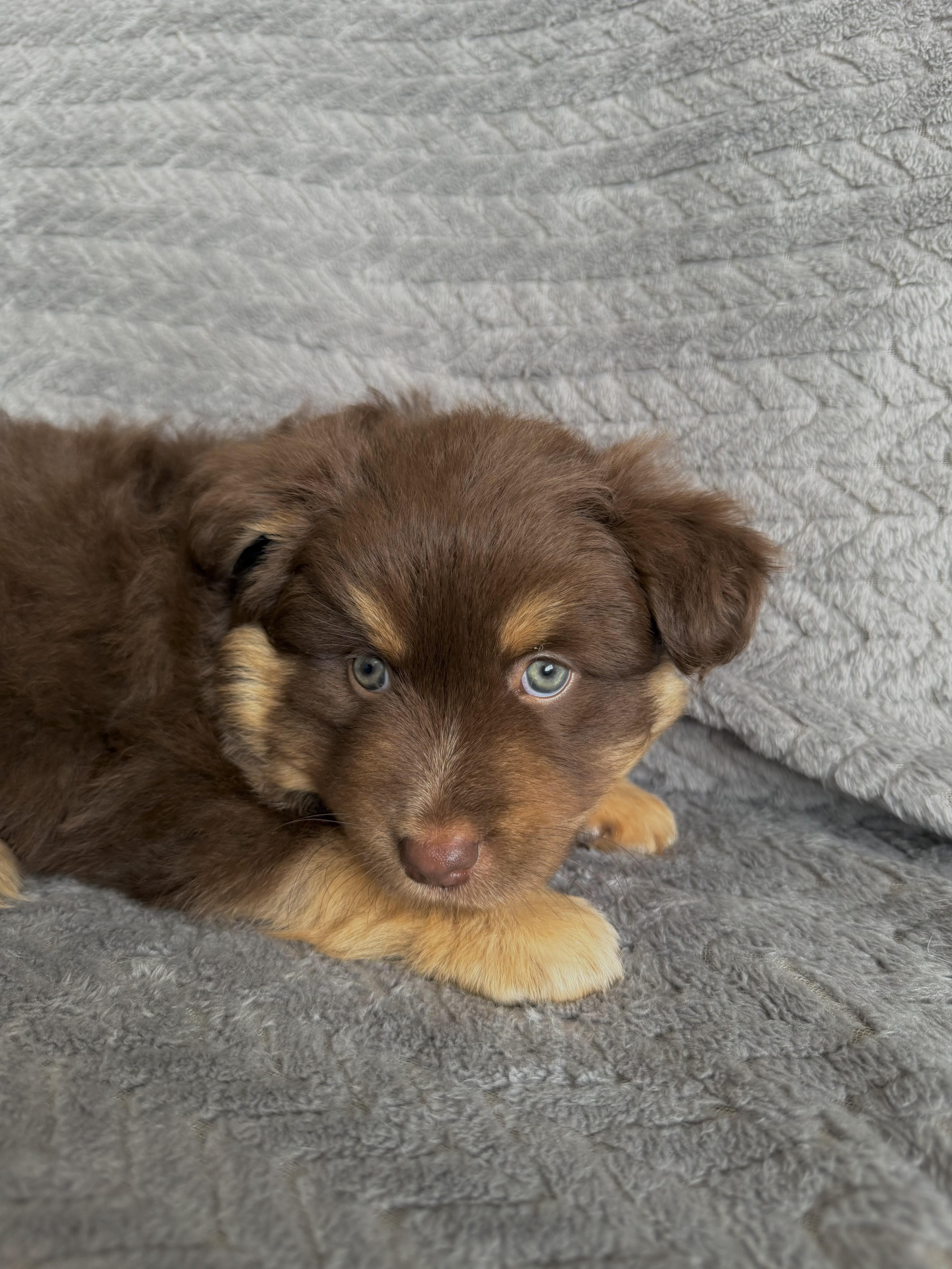 A baby medium-sized male Brown / Chocolate Australian Cattle Dog / Blue Heeler dog named Finn for adoption in Ephrata, WA
