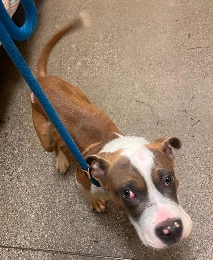 A young medium-sized male Boxer dog named Koa for adoption in Honolulu, HI