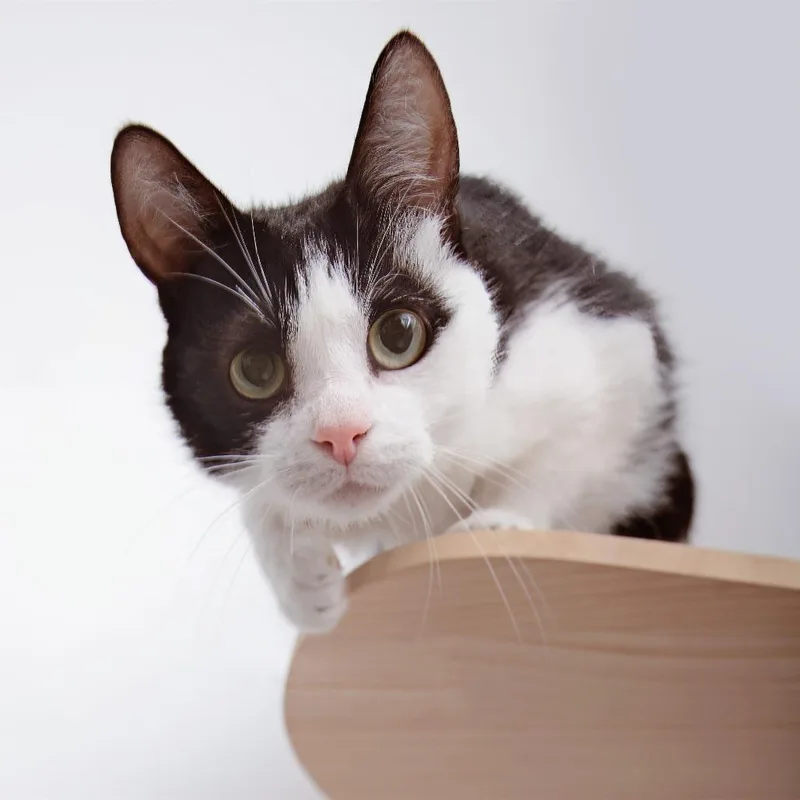 An adult medium-sized female Black Domestic Short Hair cat named Queen Bee for adoption in Yucaipa, CA