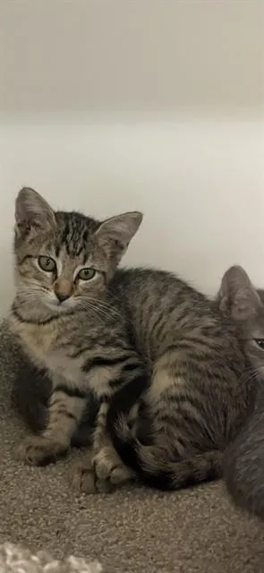 A baby small-sized female Domestic Medium Hair cat named Cleats for adoption in Sugar Land, TX