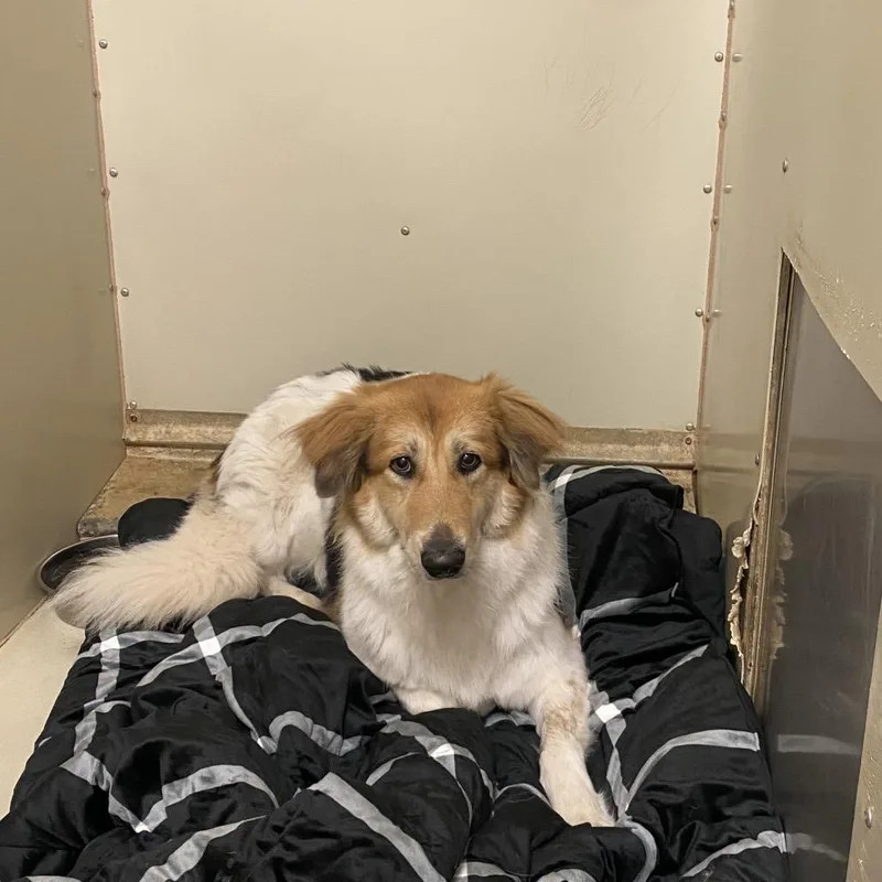 An adult large-sized female White / Cream Collie dog named Wagsstray for adoption in Westminster, CA