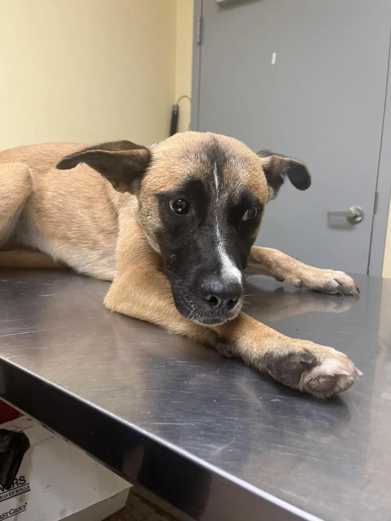 A young medium-sized female Mixed Breed dog named Secretary for adoption in Florence, SC