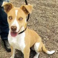 A young medium-sized female Red / Chestnut / Orange Labrador Retriever dog named Milly for adoption in Long Beach, CA