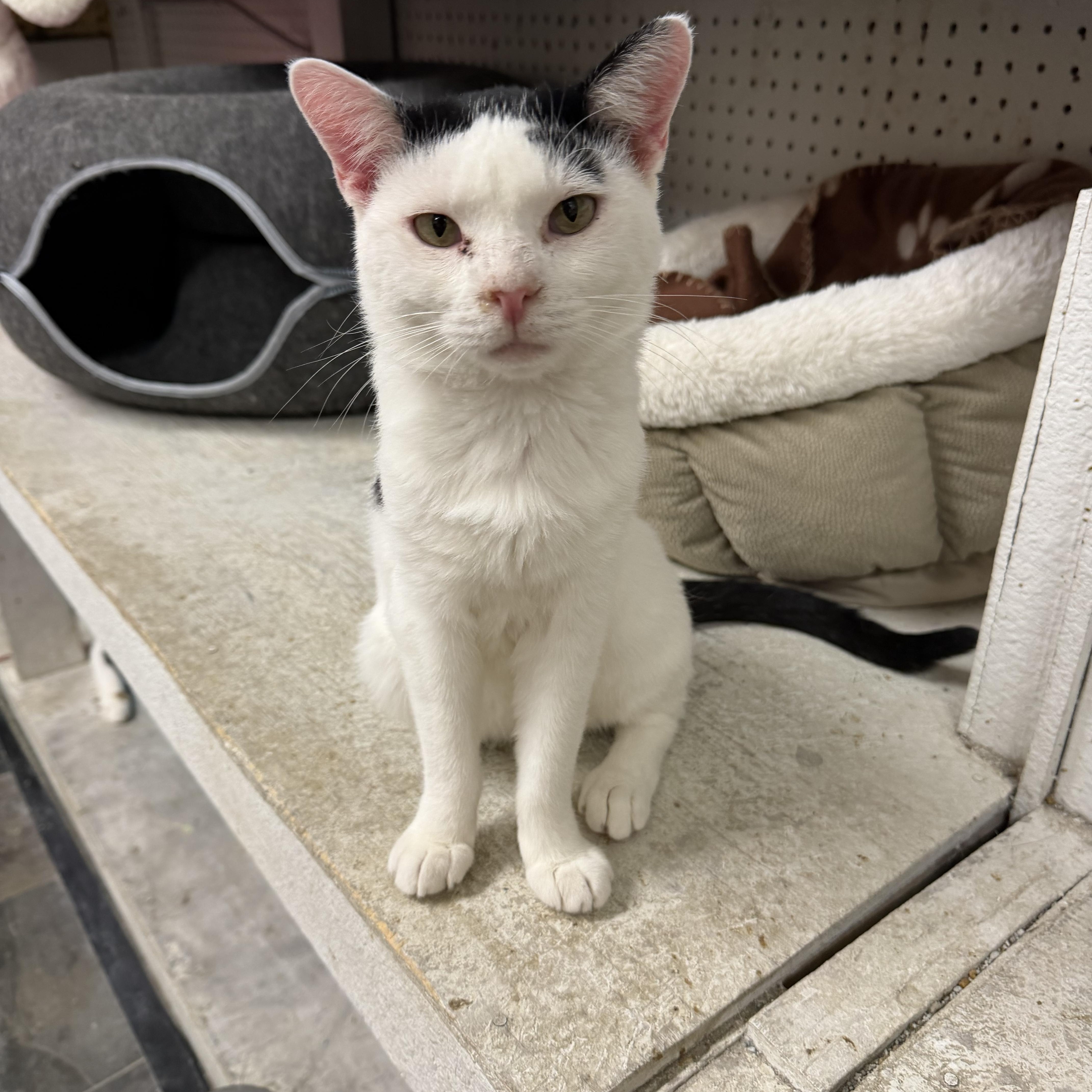 An adult small-sized male Black & White / Tuxedo Domestic Short Hair cat named Misters for adoption in Mauston, WI