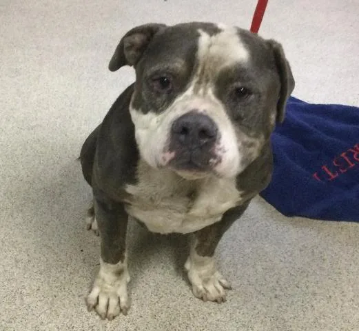 An adult medium-sized male Pit Bull Terrier dog named Lex for adoption in Riverside, CA