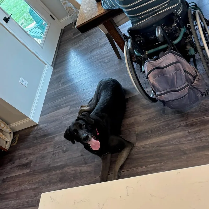 An adult large-sized female Black Labrador Retriever dog named Daisy for adoption in Edwardsville, IL