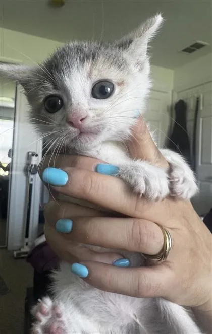 A baby small-sized female Domestic Short Hair cat named Sarah for adoption in West Chester, PA