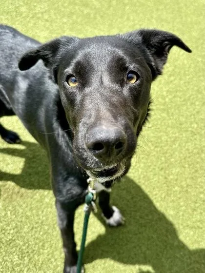 A young large-sized female Black Mixed Breed dog named Scout for adoption in Wichita, KS