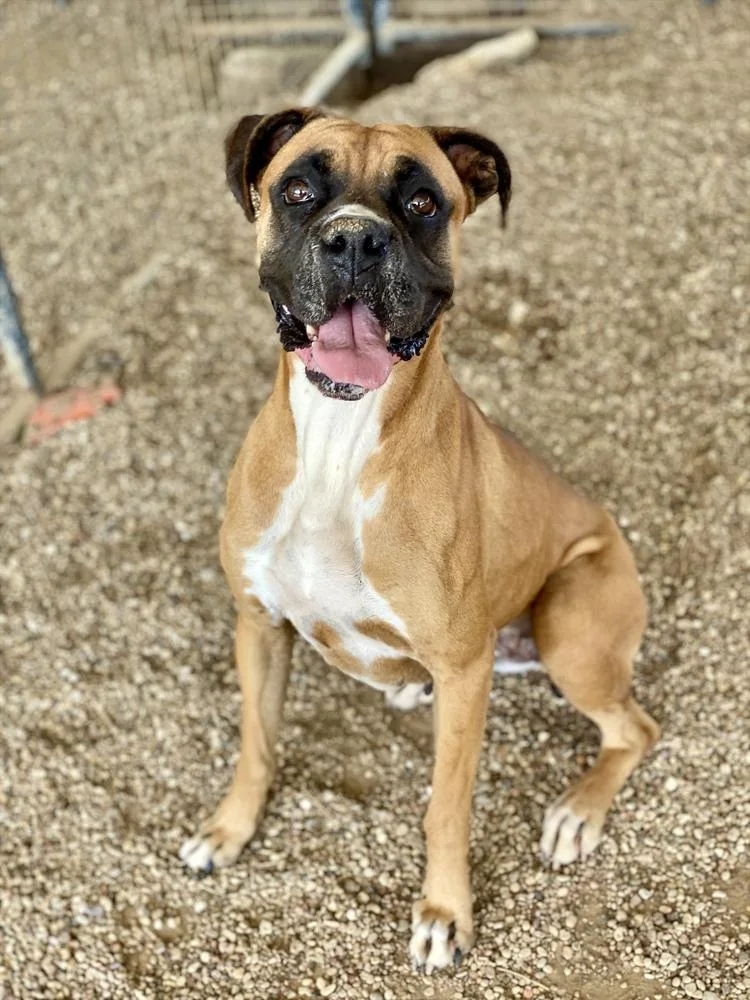 An adult medium-sized female Boxer dog named Reilly for adoption in Hewitt, TX