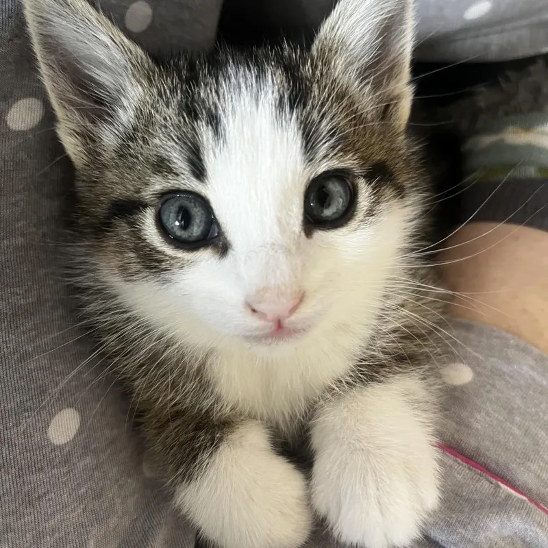 A baby small-sized male Brown / Chocolate Domestic Short Hair cat named Bobby Sox for adoption in Chino Hills, CA